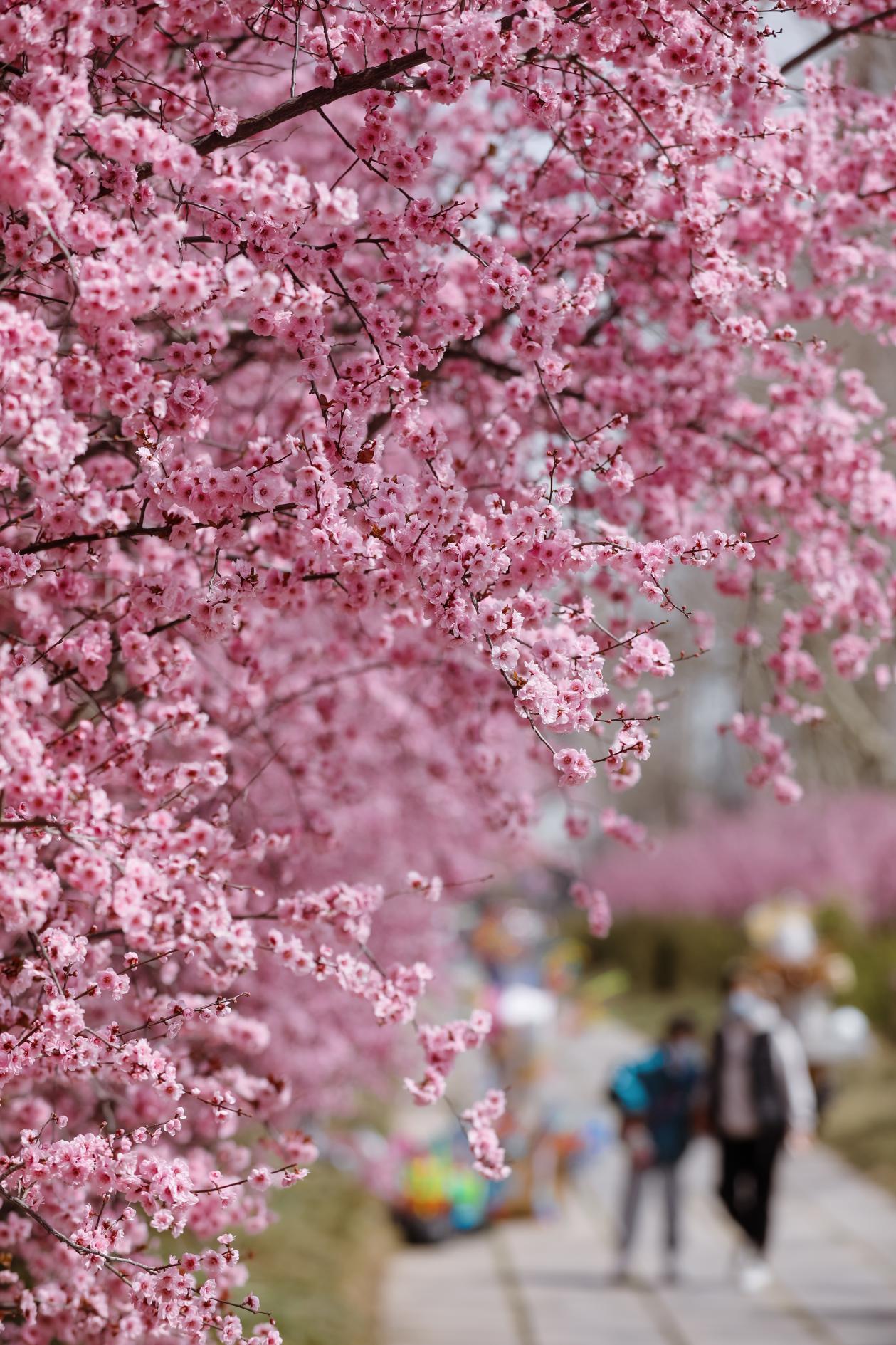 春开梅朵三千树，惊艳时人一路香。宋年升 摄