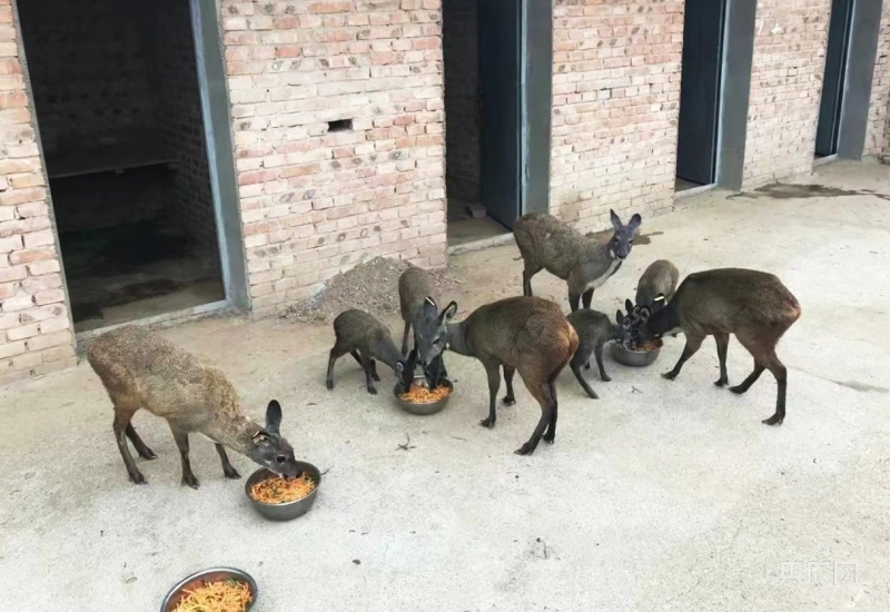 正在进食的林麝（央广网发 华亭市委宣传部供图）