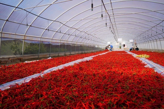 辣椒是天水市甘谷县的致富产业 受访者供图