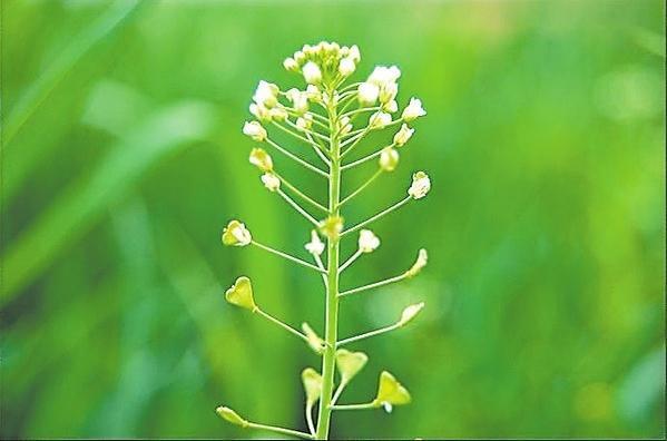 荠菜花