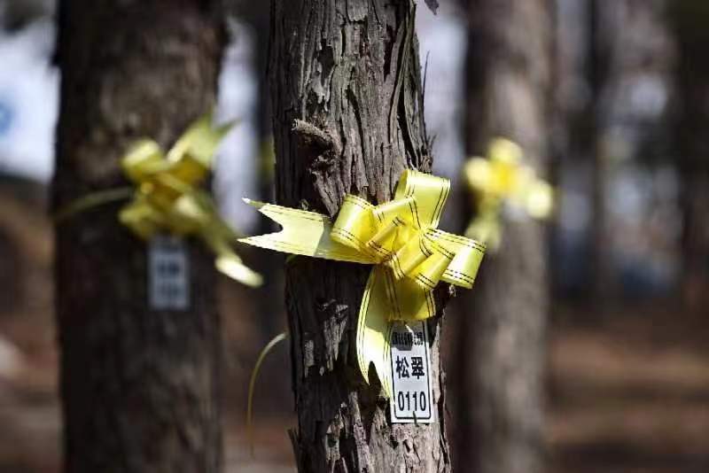 辽源市公益树葬纪念园第36届树葬仪式侧记