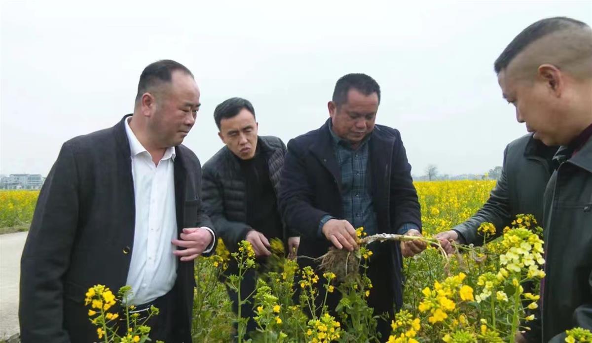 湖北崇阳:无人机"飞防"作业助力油菜稳产丰收凤凰网新三农_凤凰网