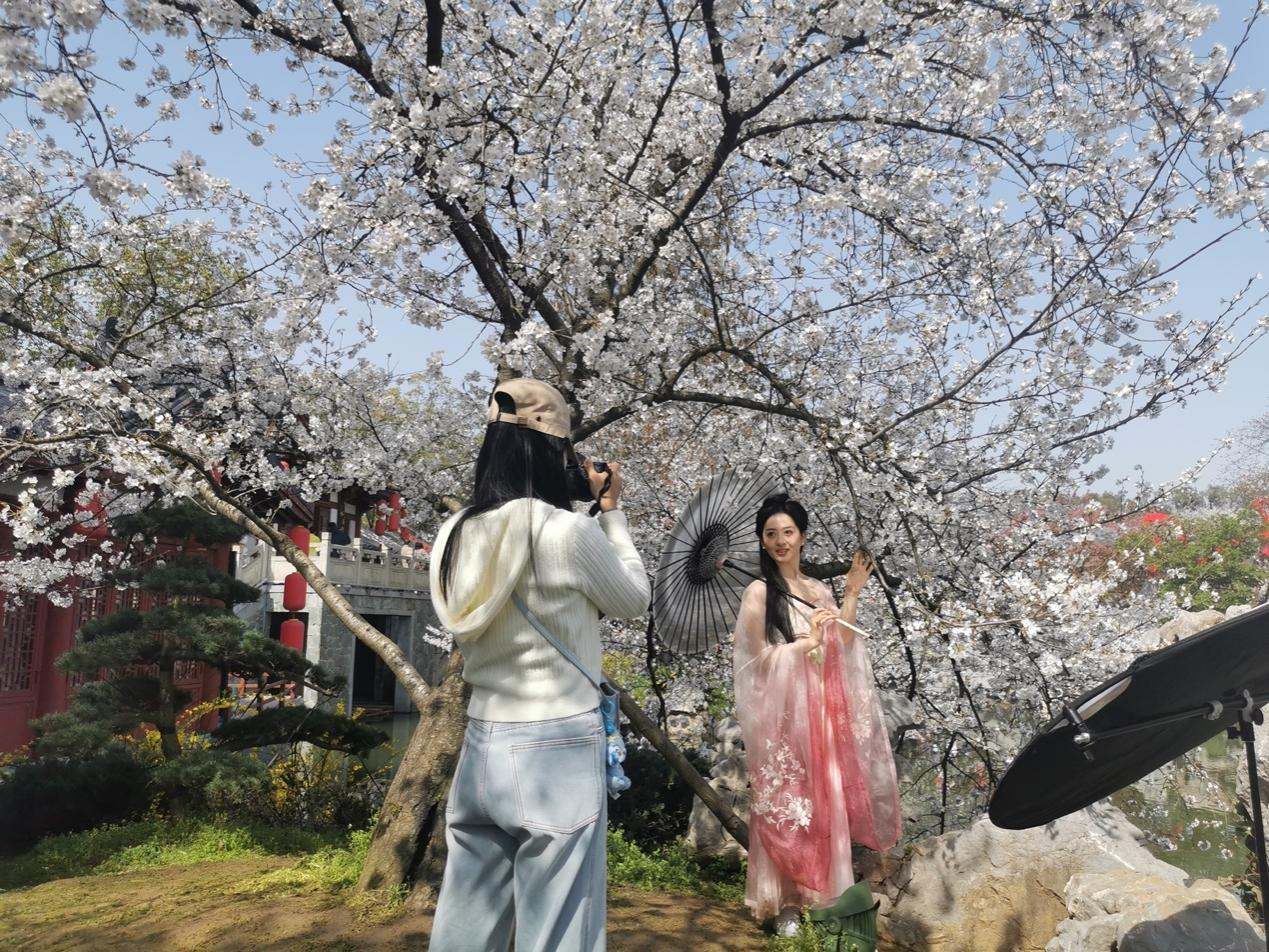 武汉东湖磨山樱花吸引了很多年轻汉服爱好者到此拍摄打卡。 澎湃新闻记者 韩雨亭 摄