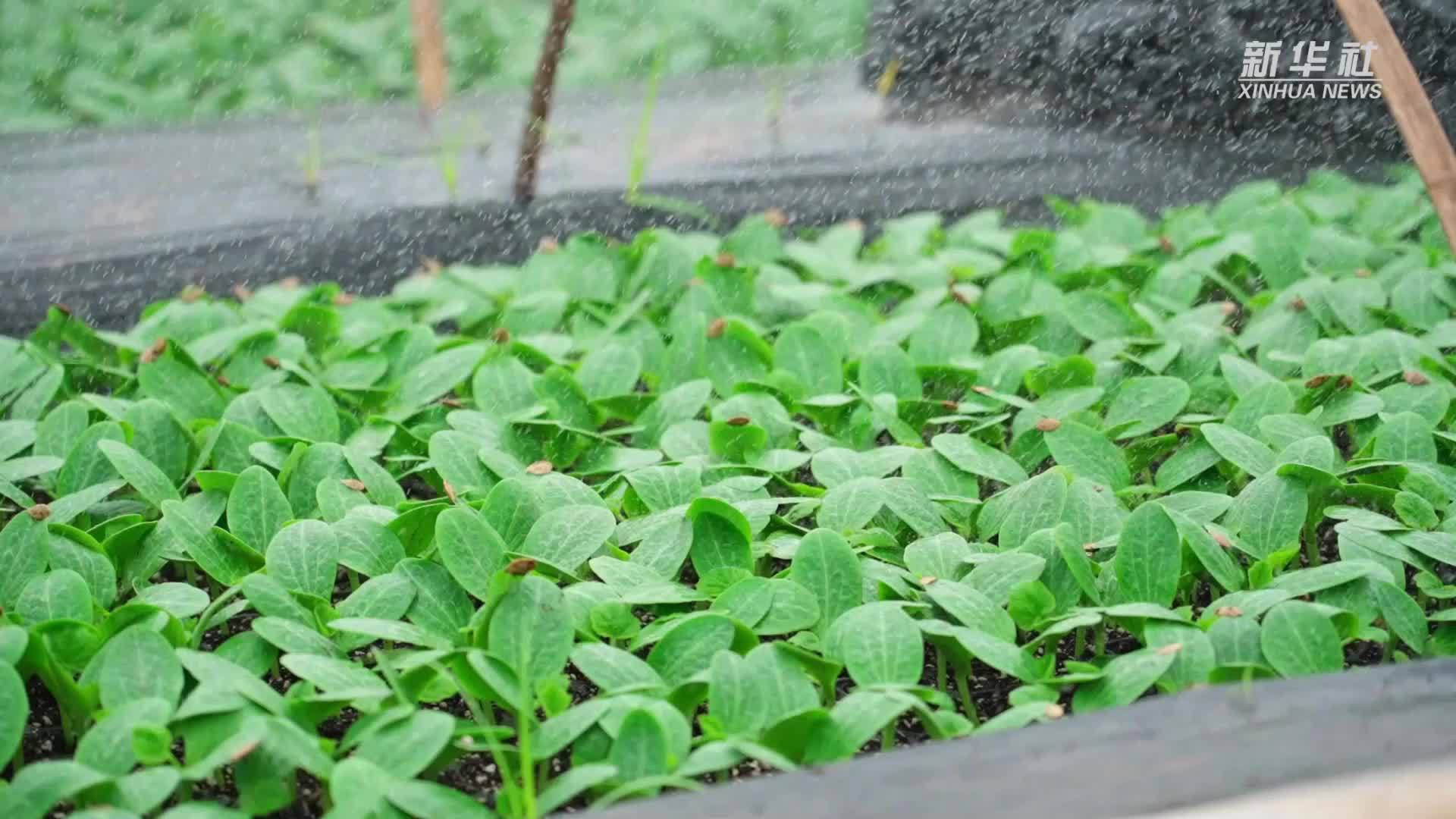 湖南南县：大棚育苗忙 农户增收乐开怀