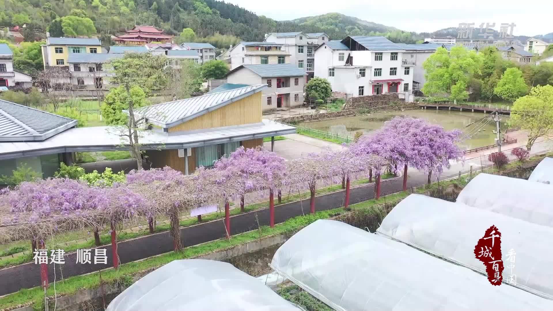 千城百县看中国｜福建：紫藤花开香如故