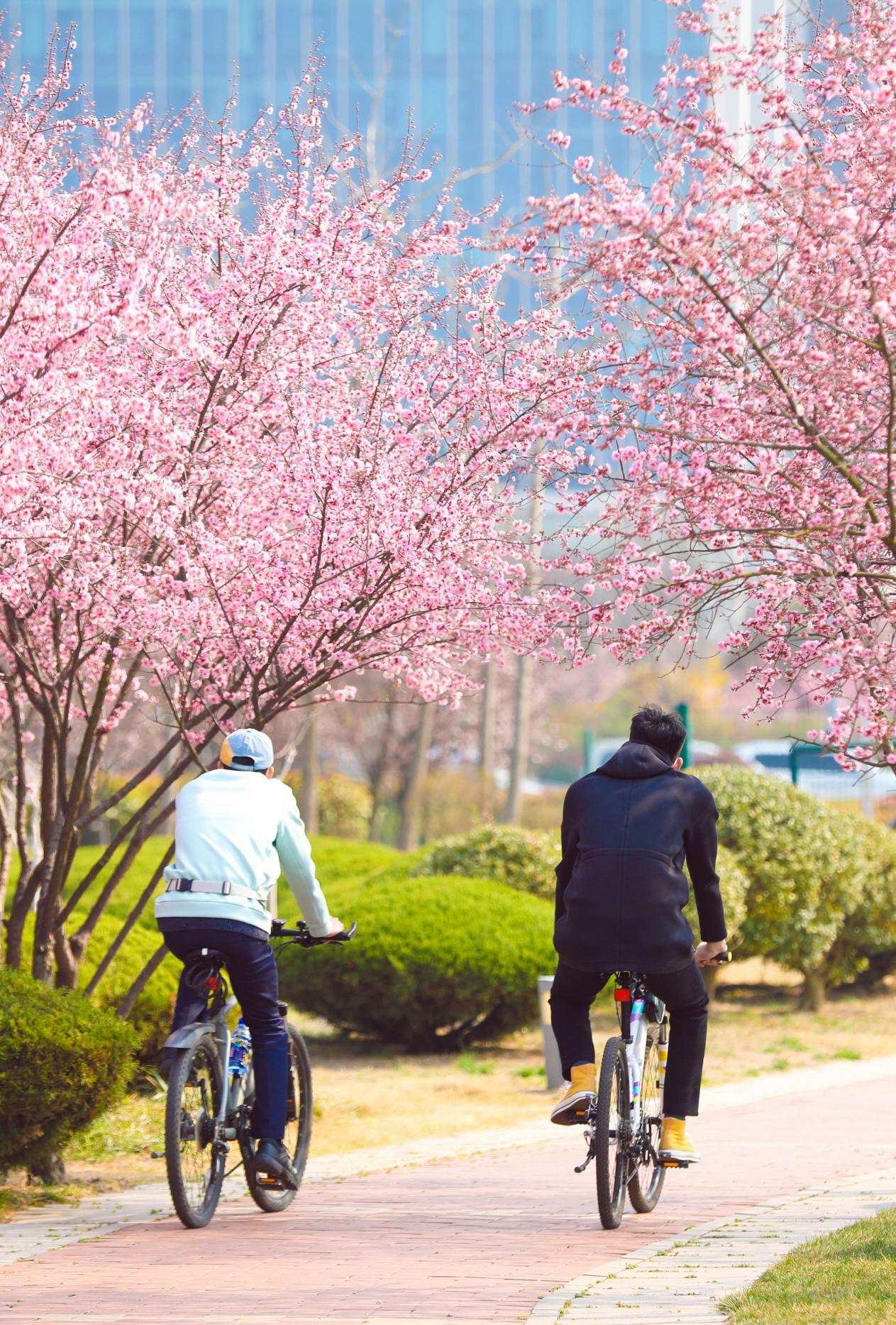 骑行于公园小道，看两边满树繁花。宋年升 摄