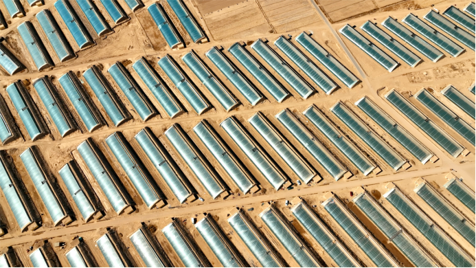 民勤日光温室人参果种植基地