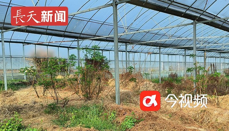 新建区金桥乡大观村扶贫产业大棚长满杂草与小树