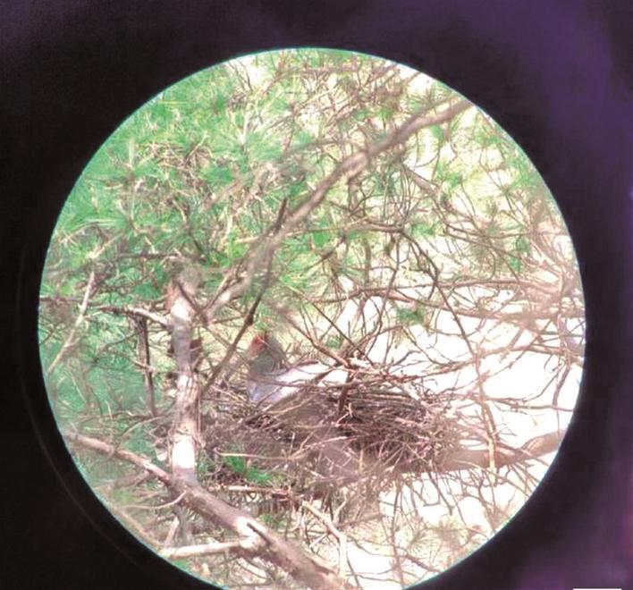 野外朱鹮产卵孵化巢