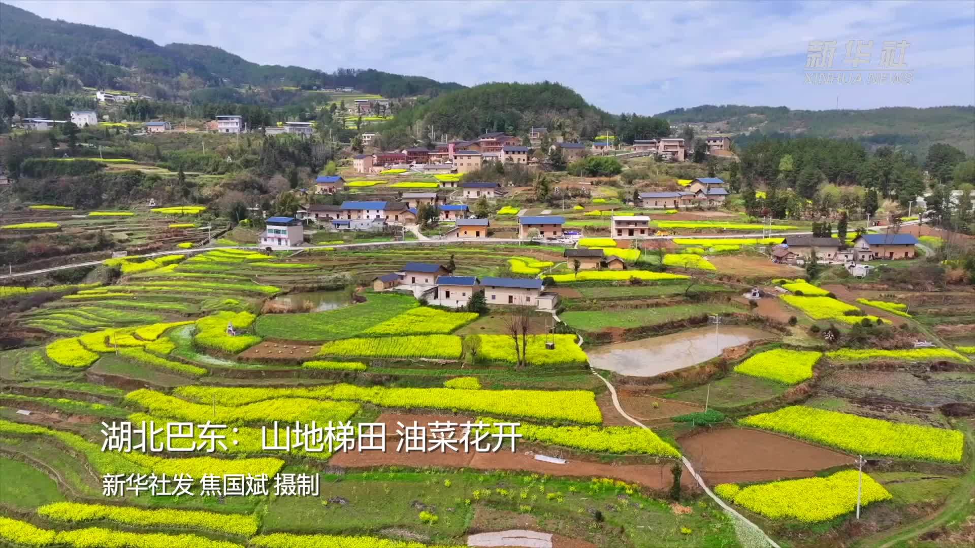 湖北巴东：山地梯田 油菜花开