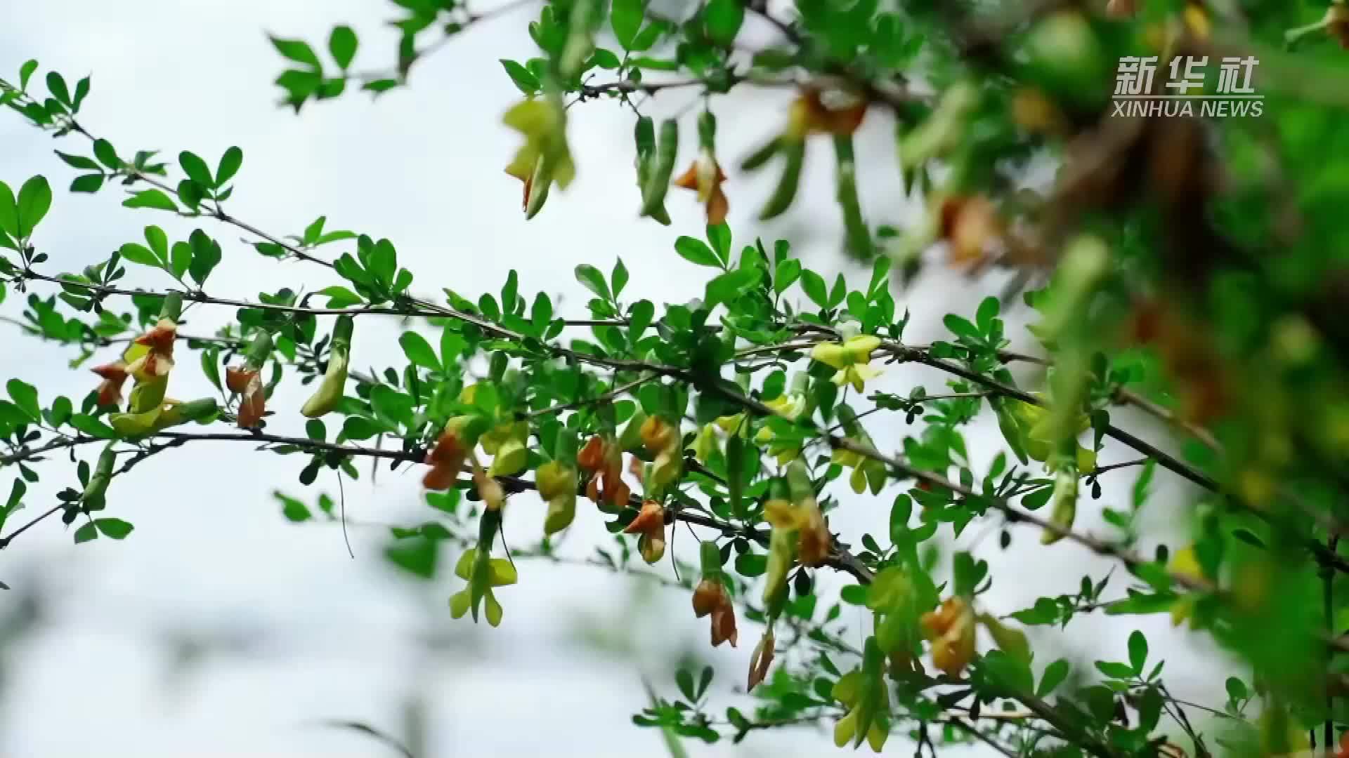 阳雀花树图片