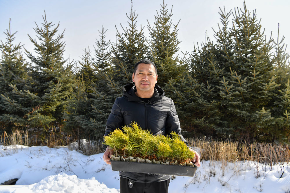 大兴安岭集团图强林业局中心苗圃主任纪东亮展示培育的西伯利亚红松苗(2024年3月16日摄)。新华社记者 陈益宸 摄
