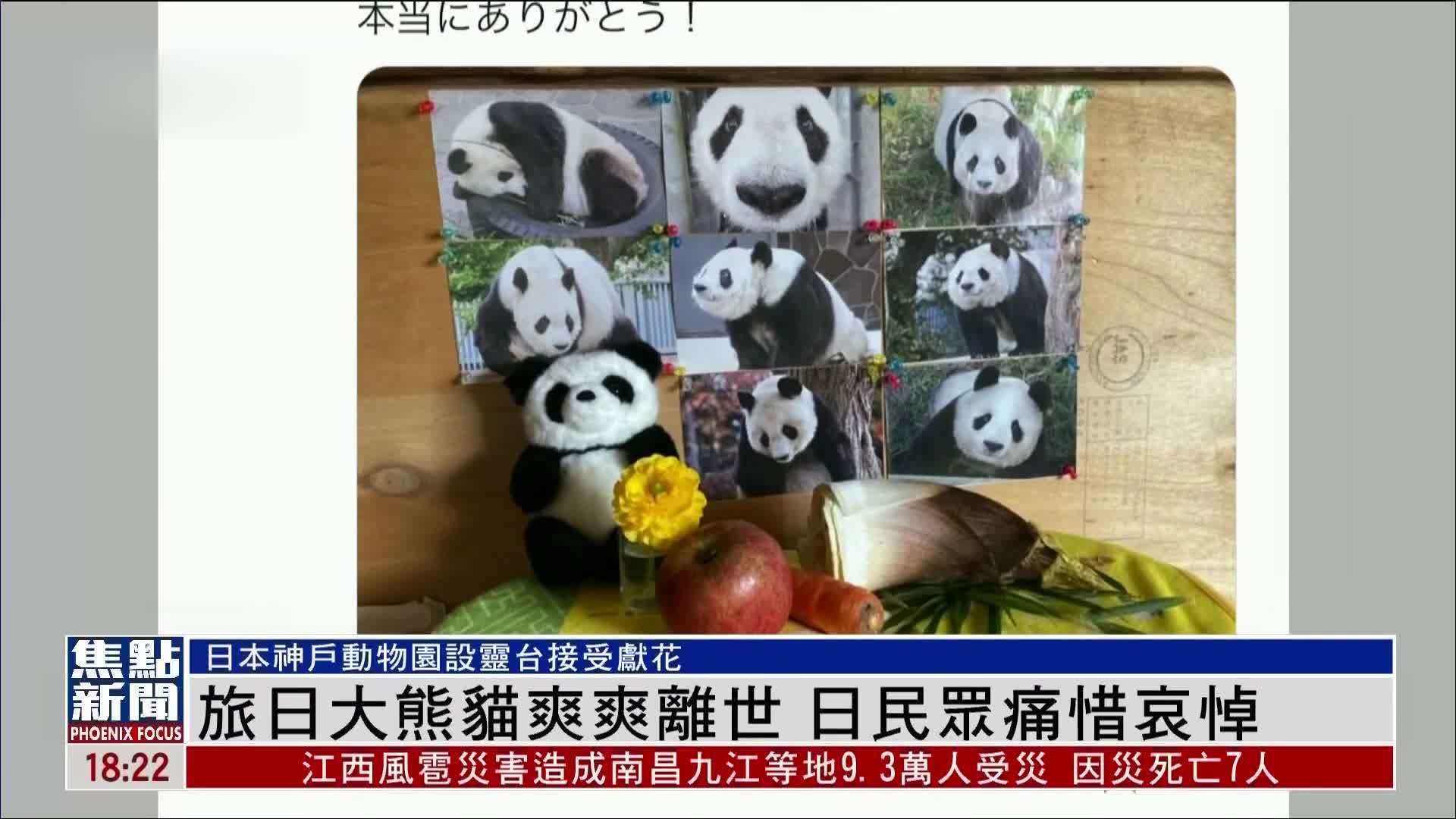 旅日大熊猫爽爽离世 日本民众痛惜哀悼