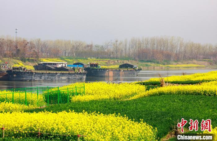 漯河港被沙河两岸的油菜花装扮成金色港口。　杨光 摄