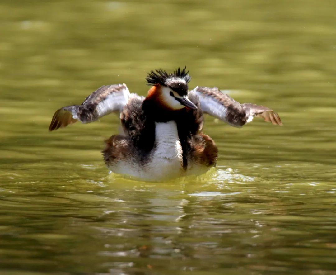 张忠，摄于3月30日平凉柳湖。