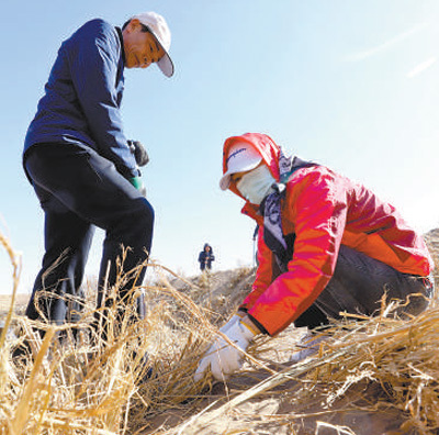 甘肃省张掖市高台县,志愿者在扎草方格沙障。王将 摄(人民视觉)