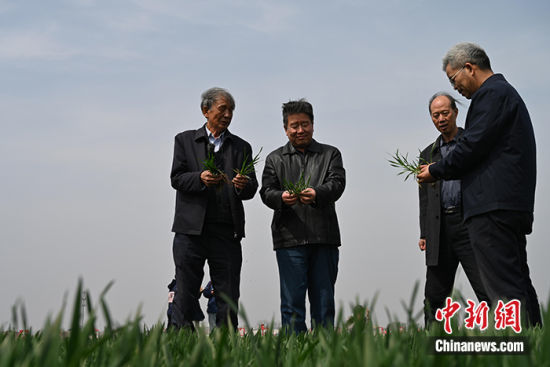 图为中国农业农村部小麦专家指导组顾问、河北省小麦专家指导组组长郭进考(左一)在马兰农场查看小麦长势。 中新社发 张松 摄