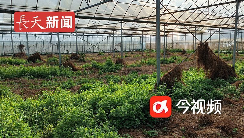 大棚里面长满杂草，有些支架上还有缠绕着枯萎的藤条