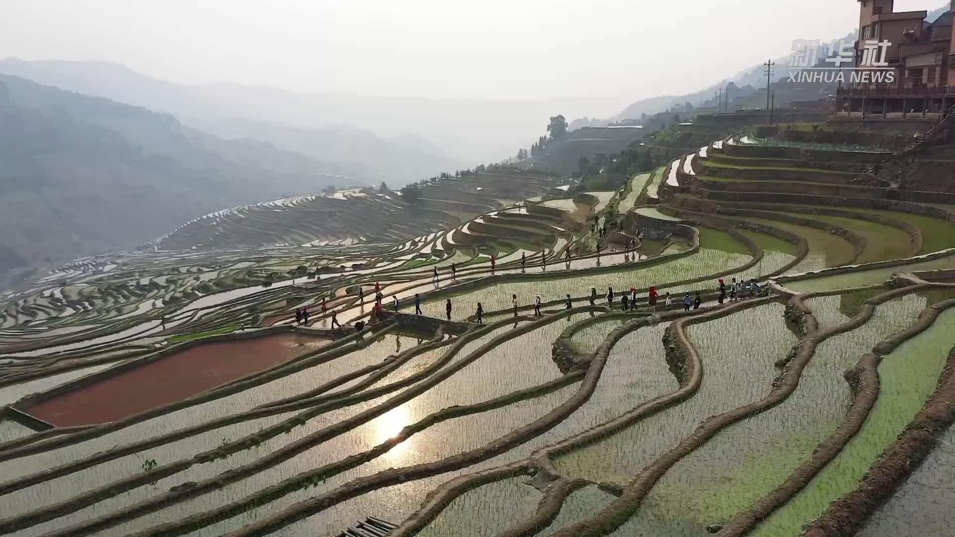 哈尼梯田分水图片