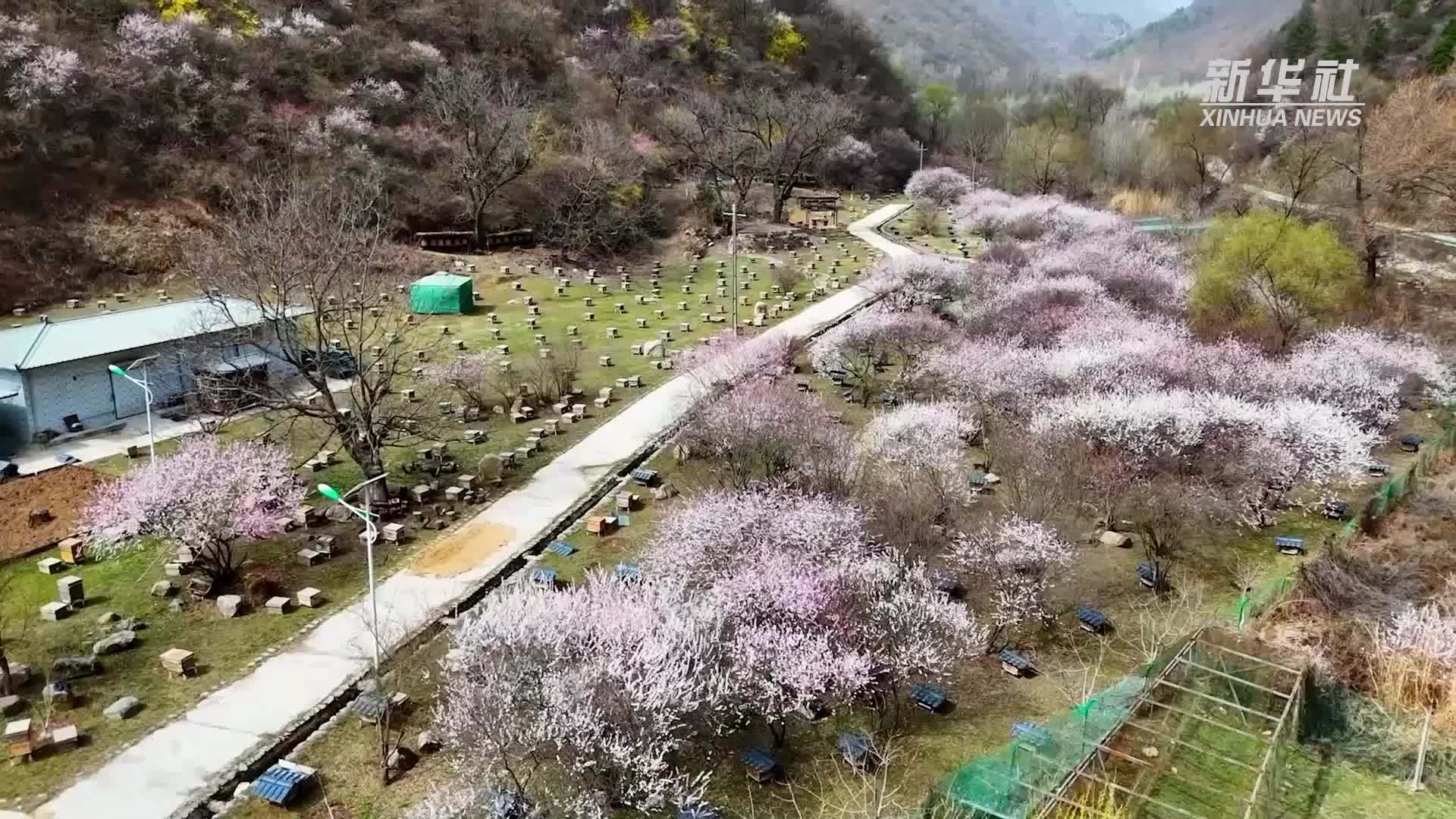 乡村行·看振兴｜陕西陇县：坚持生态立县 发展特色产业