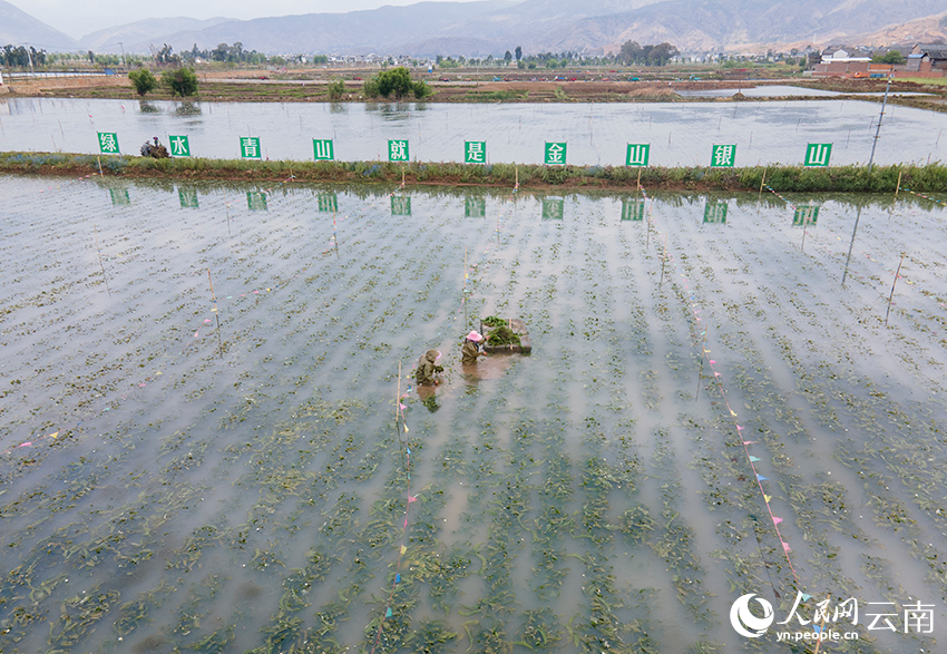 洱源县右所镇的农户正在采摘人工种植的海菜花。人民网记者 符皓摄