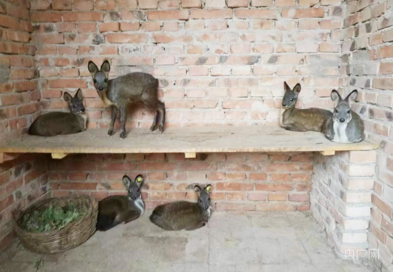 呆萌的林麝幼崽（央广网发 华亭市委宣传部供图）