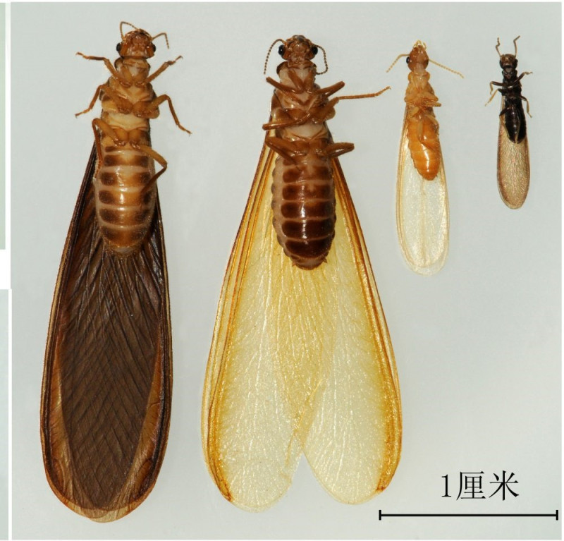 黑翅土白蚁、黄翅大白蚁、台湾乳白蚁和黑胸散白蚁。 均为长沙市白蚁防治站供图