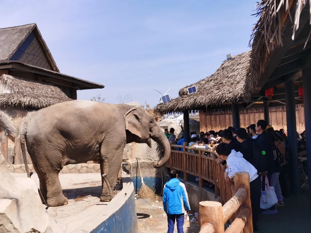 人气爆棚！清明假期，数万人涌向睢宁这里……