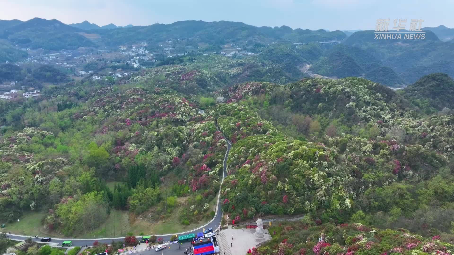 贵州毕节：百里杜鹃观花海