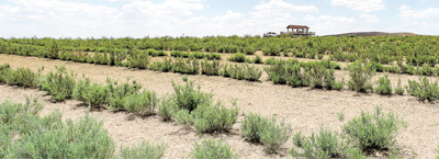 内蒙古自治区鄂尔多斯市鄂托克前旗,毛乌素沙地上的植被正在生长。王正 摄(人民视觉)