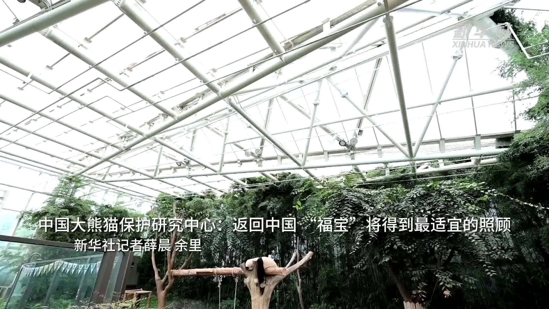 中国大熊猫保护研究中心：返回中国“福宝”将得到最适宜的照顾