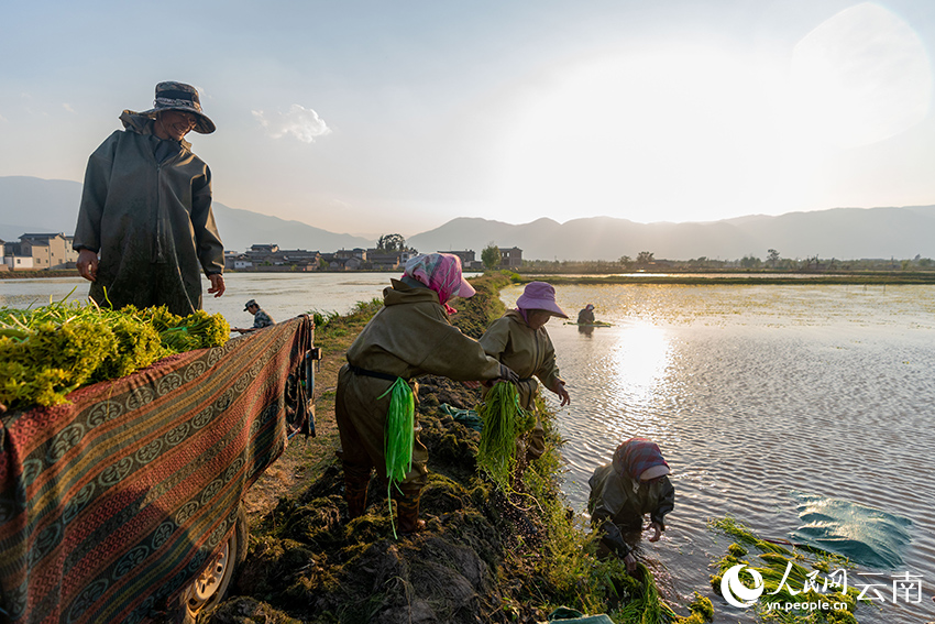 洱源县右所镇的农户正在采摘人工种植的海菜花赵勇摄