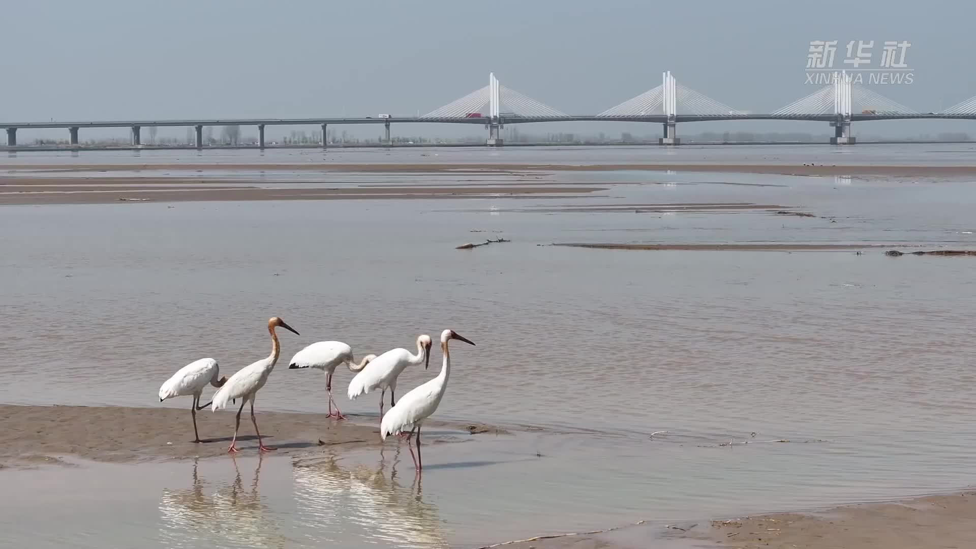 濒危物种白鹤现身黄河湿地