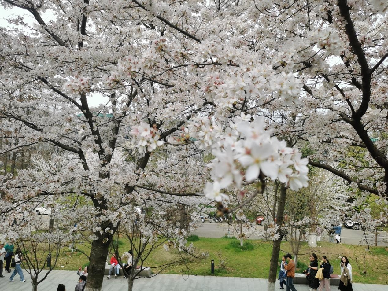 武汉大学樱花盛开，校园成为了花的海洋，吸引了无数外来游客。 澎湃新闻记者 韩雨亭 摄