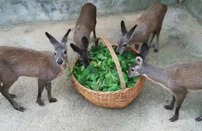 华亭市砚峡乡养殖的林麝（央广网发 华亭市委宣传部供图）