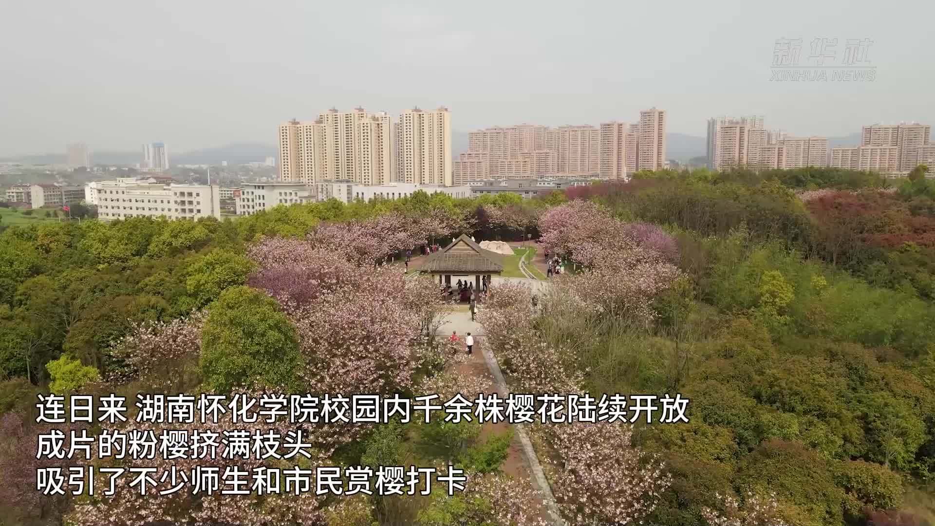 怀化学院千余株樱花盛开 校园成赏花打卡点