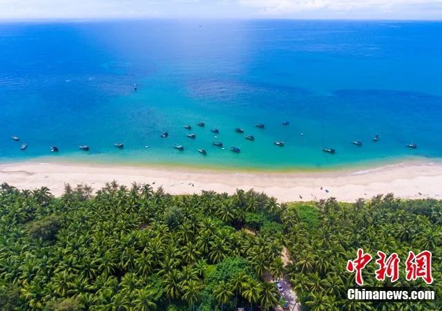 图为航拍海南文昌东郊椰林。骆云飞 摄