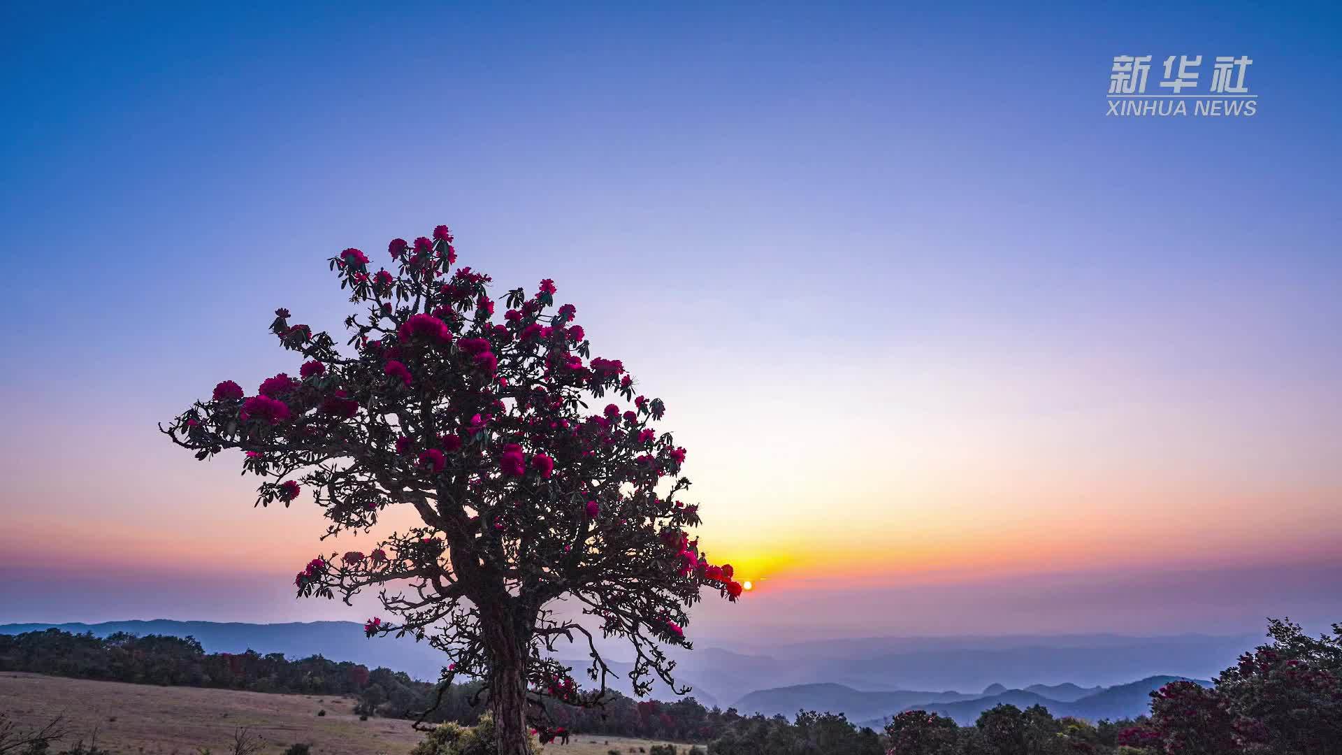 云南富源：万亩马缨花迎春绽放