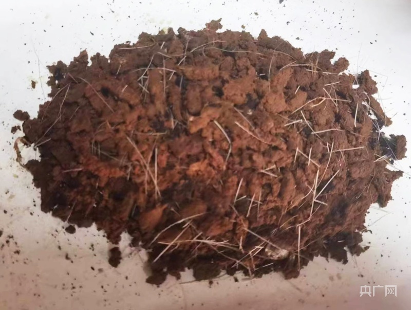 麝香（央广网发 华亭市委宣传部供图）