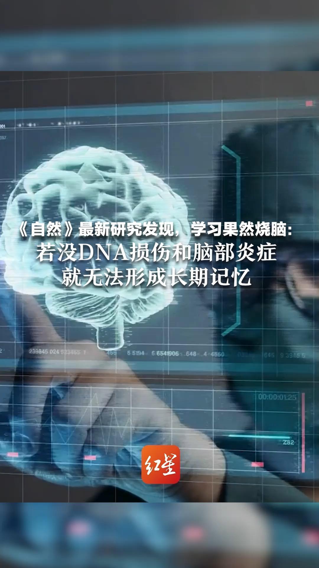 《自然》最新研究发现，学习果然烧脑：若没DNA损伤和脑部炎症，就无法形成长期记忆