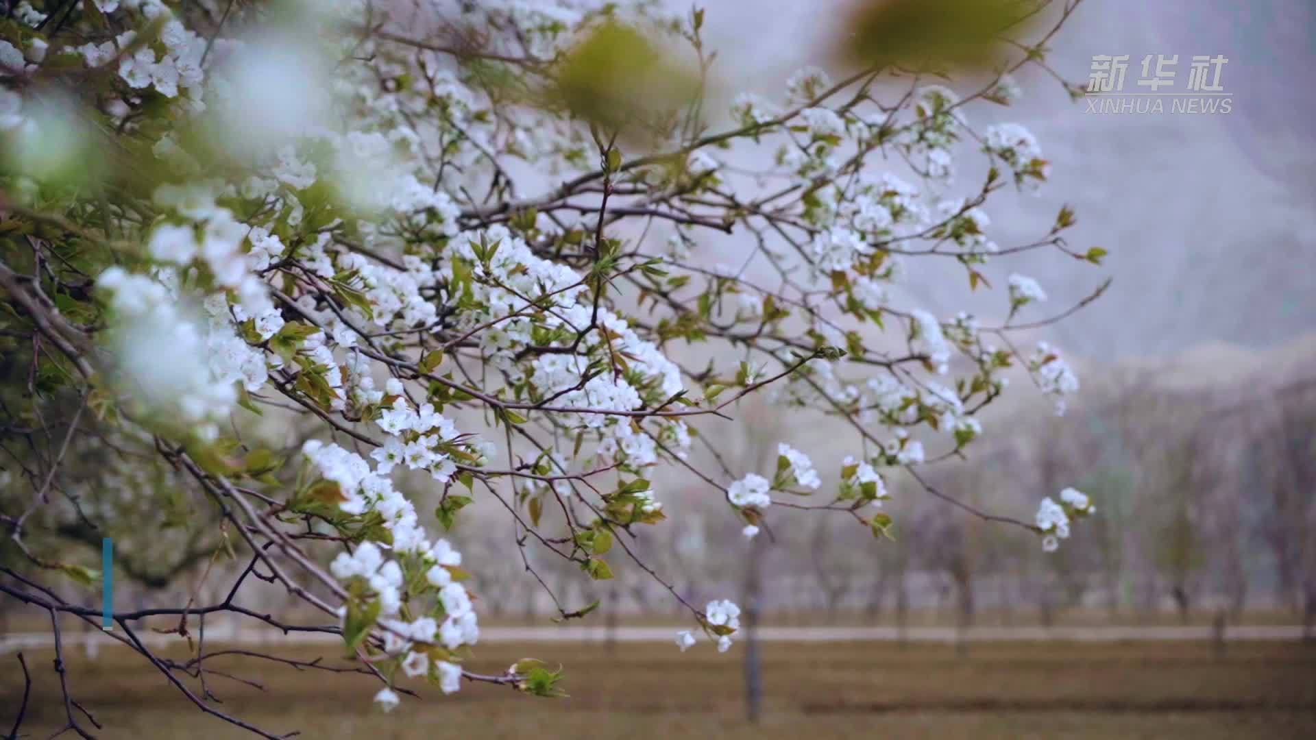 宁夏中卫：黄河畔 梨花开_凤凰网视频_凤凰网
