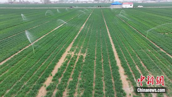 图为3月27日，航拍马兰农场地埋式自动伸缩灌溉系统。(无人机照片) 中新社发 张松 摄