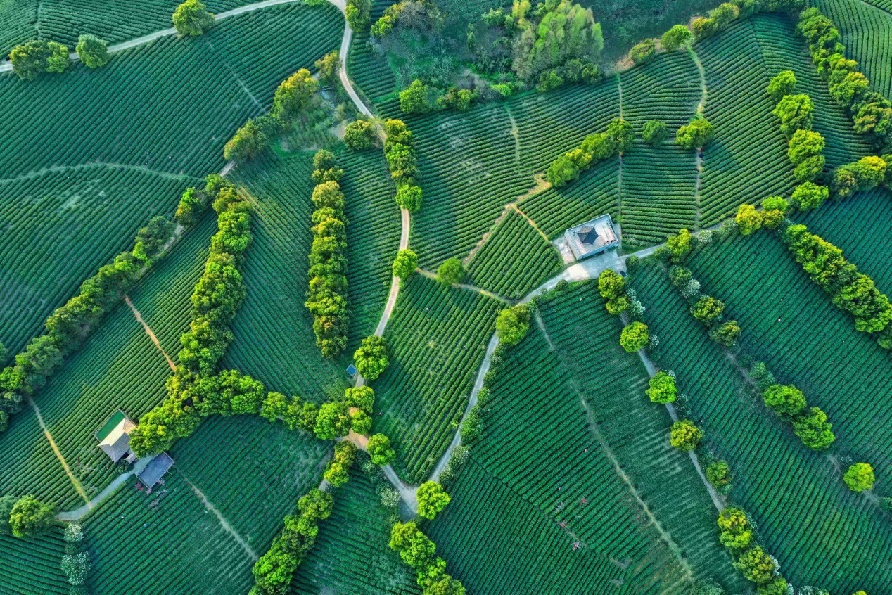 江苏宜兴在深山茶园里讲诉芯故事