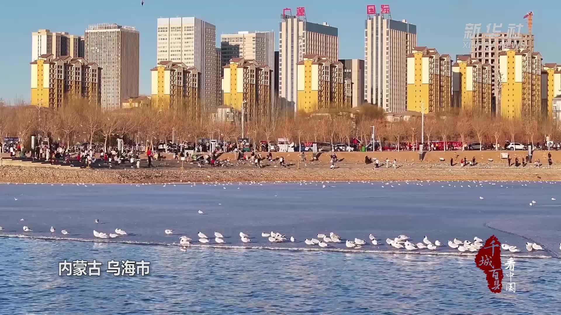 千城百县看中国丨内蒙古春日乌海湖迎来大批红嘴鸥
