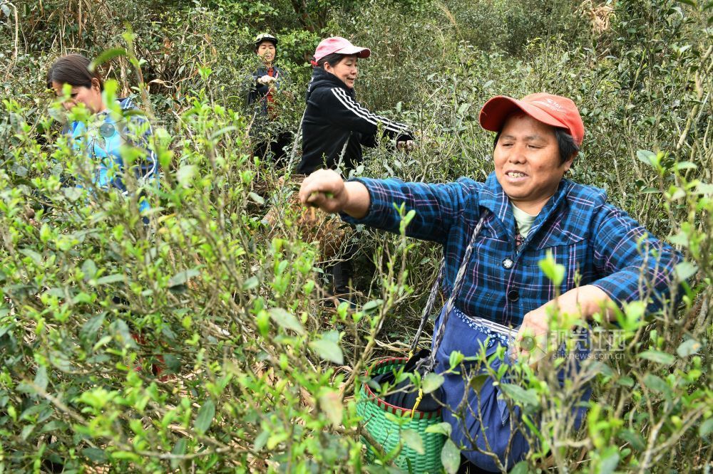 2024年4月9日，当地采茶大妈正在地处海拔近千米江西省德兴市大茅山采摘野生高山云雾春芽。