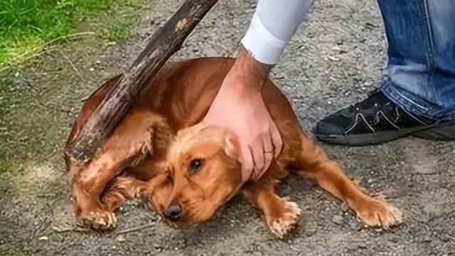 社区回应工作人员棒打流浪狗疑似患病疯狗处置方法简单粗暴