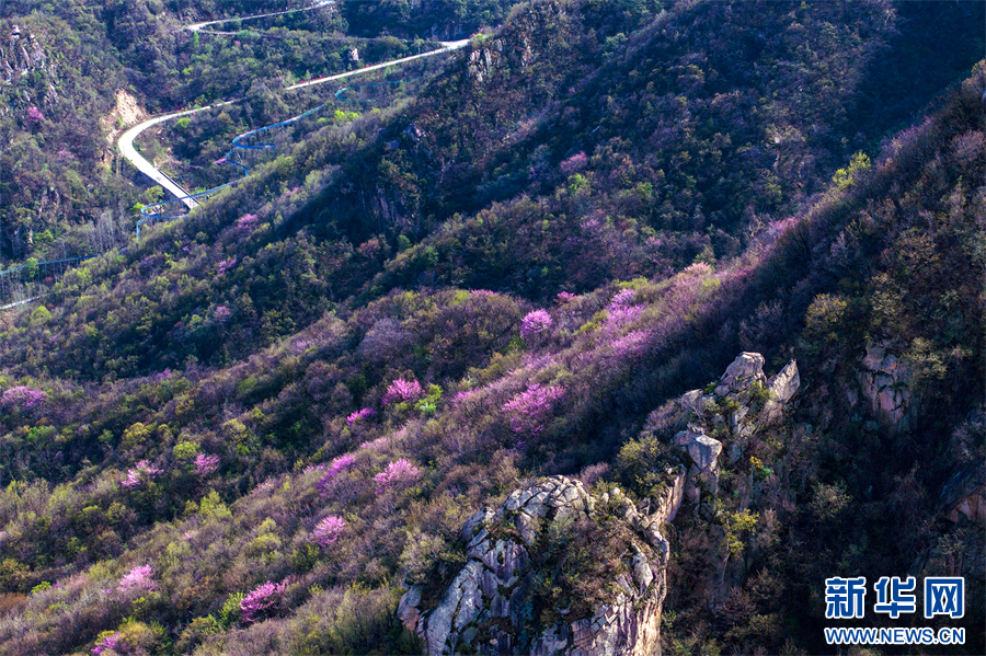4月6日，河南鲁山，山坡上盛开的紫荆花。