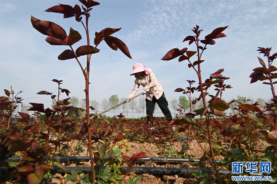 4月7日，河南省沁阳市柏香镇柏香三街村玖玥玫瑰种植专业合作社，农民在管理玫瑰园。