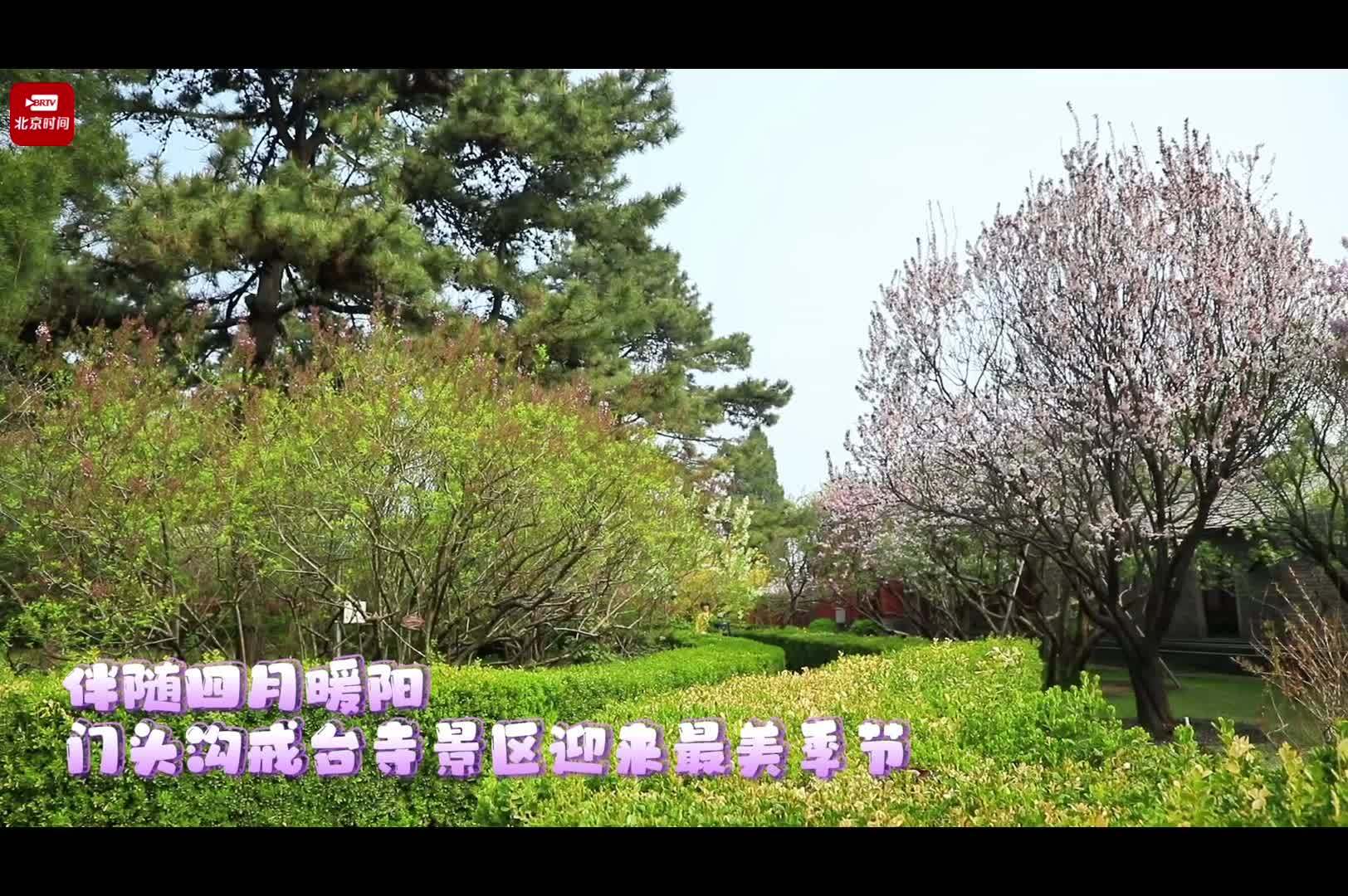 花开四月 戒台寺迎来最美季节