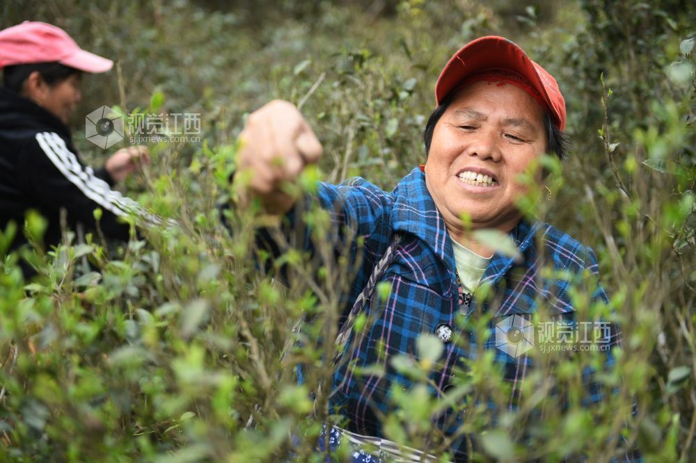 2024年4月9日，当地采茶大妈正在地处海拔近千米江西省德兴市大茅山采摘野生高山云雾春芽。